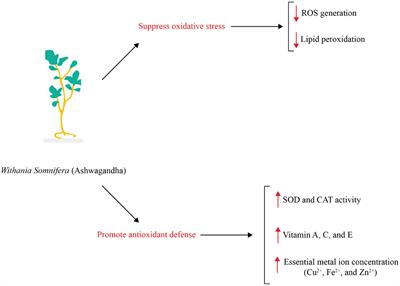 The benefits of ashwagandha (Withania somnifera) supplements on brain function and sports performance